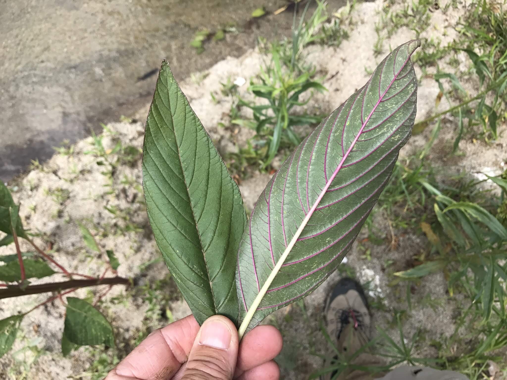 Amaranthus cruentus